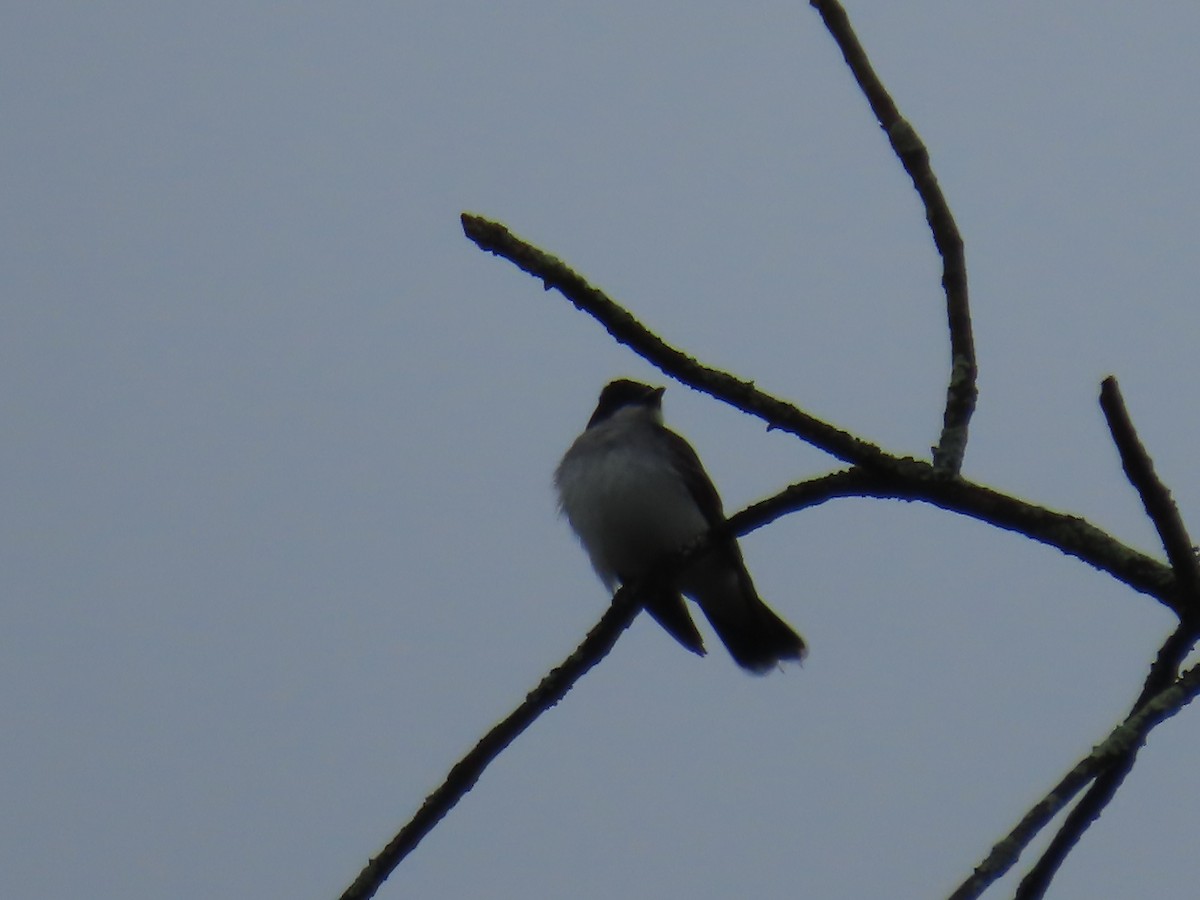 Eastern Kingbird - ML618992730