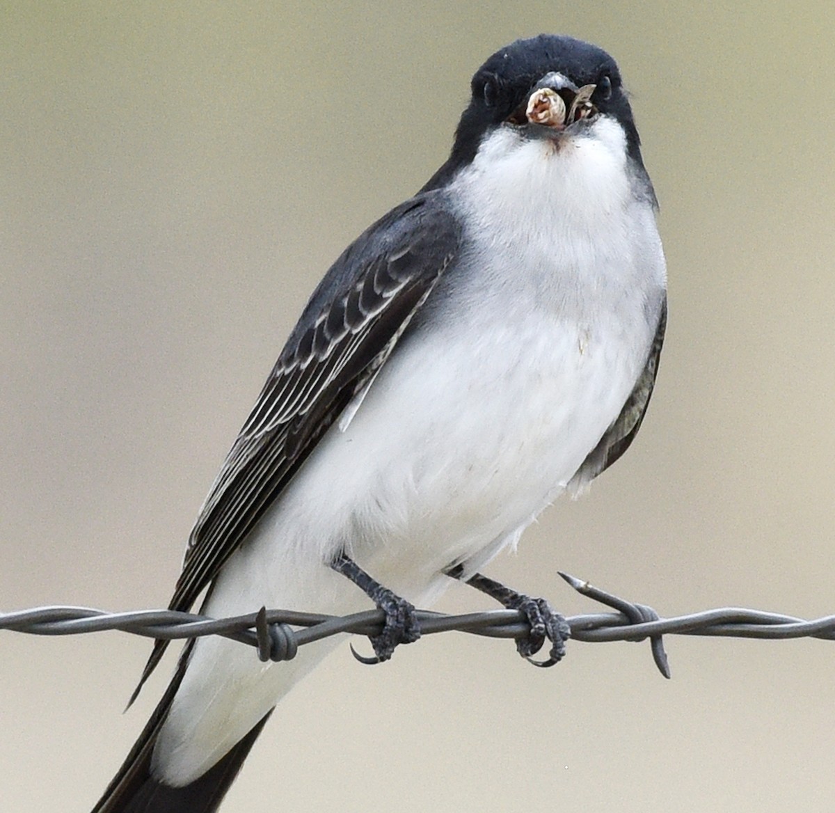 Eastern Kingbird - Steven Mlodinow