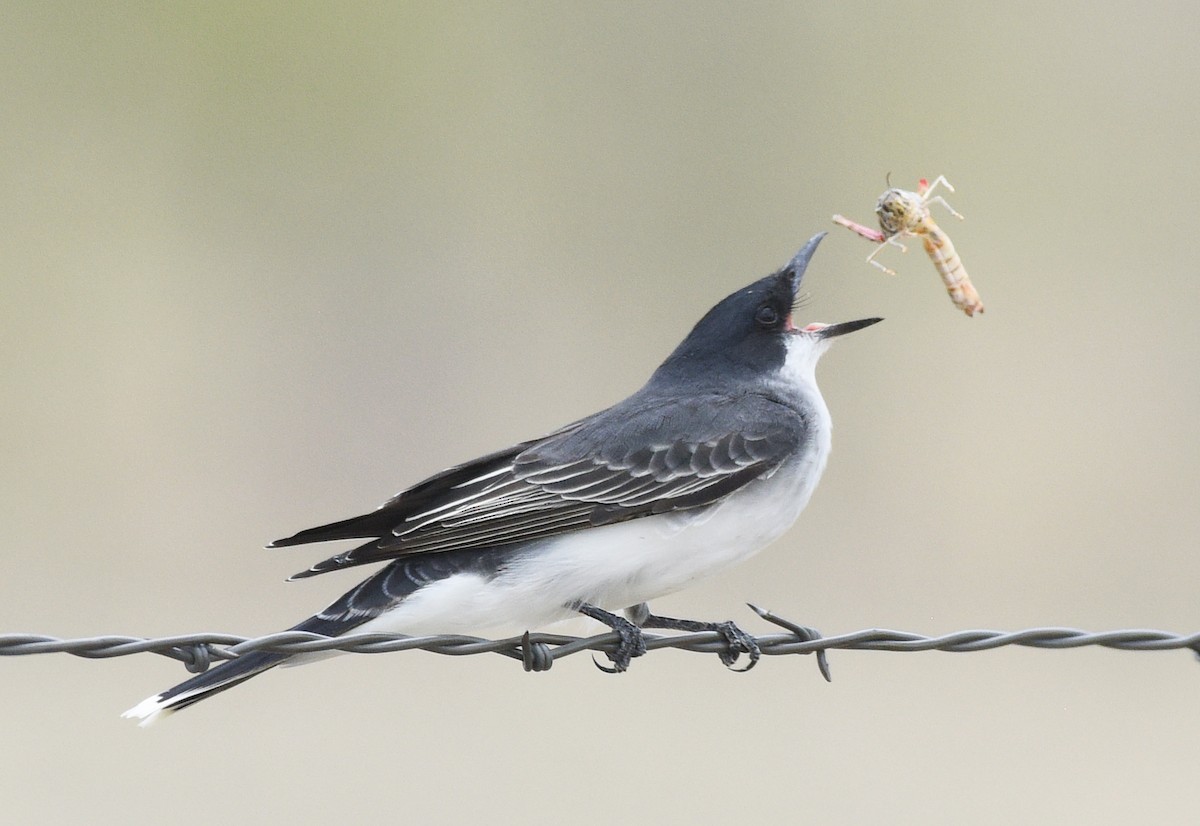 Eastern Kingbird - ML618992747