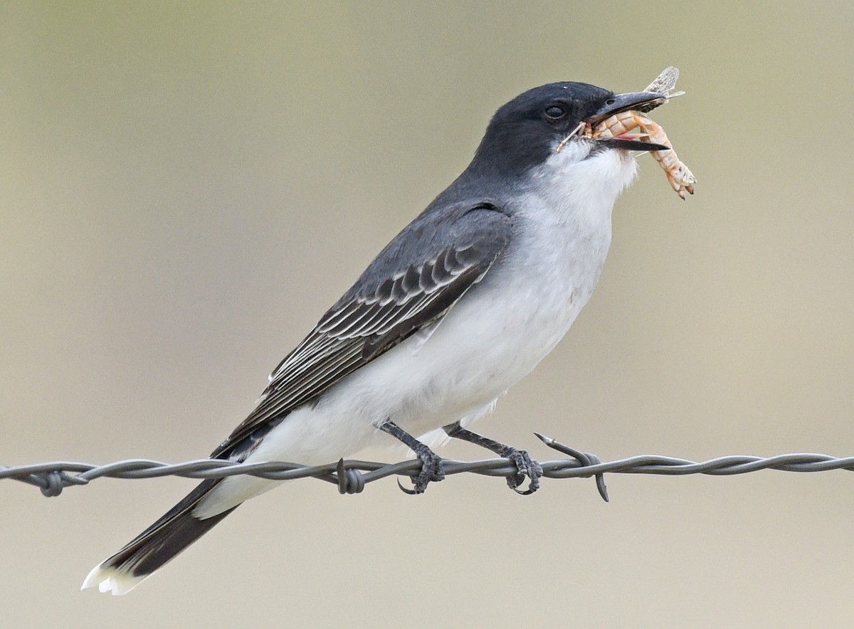 Eastern Kingbird - ML618992748