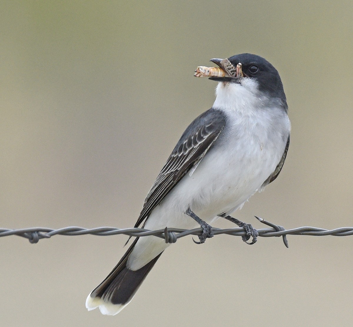 Eastern Kingbird - ML618992749