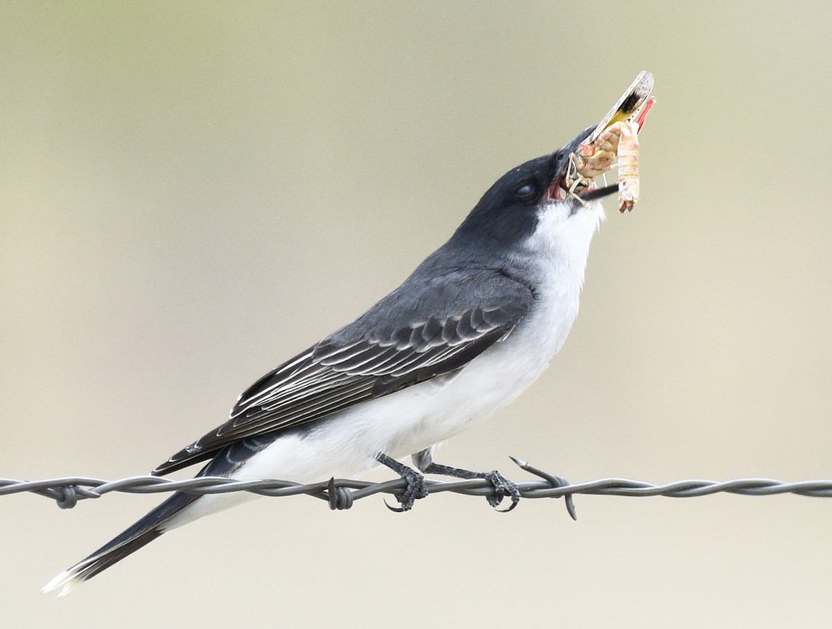 Eastern Kingbird - Steven Mlodinow