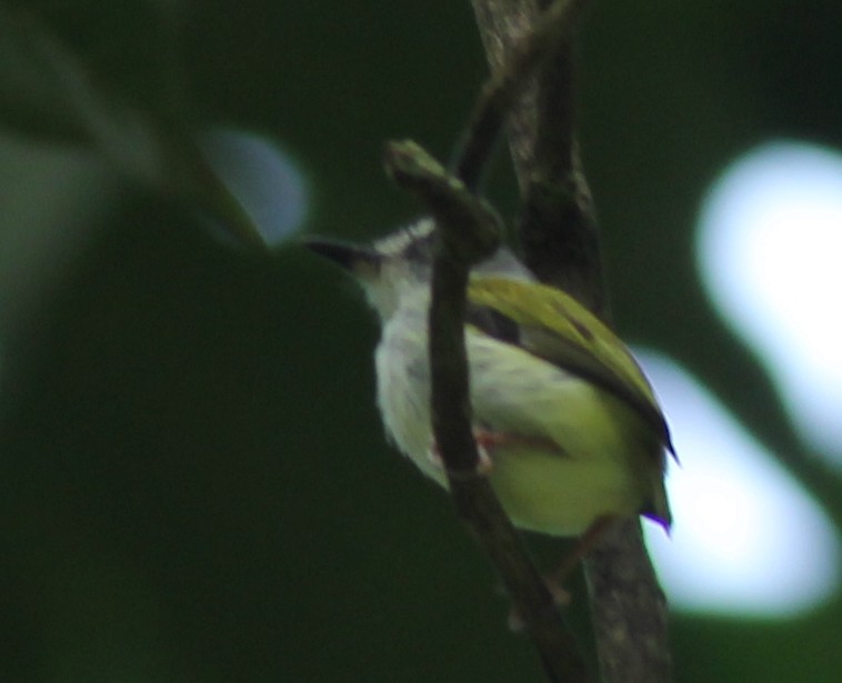 Black-capped Pygmy-Tyrant - David Segura