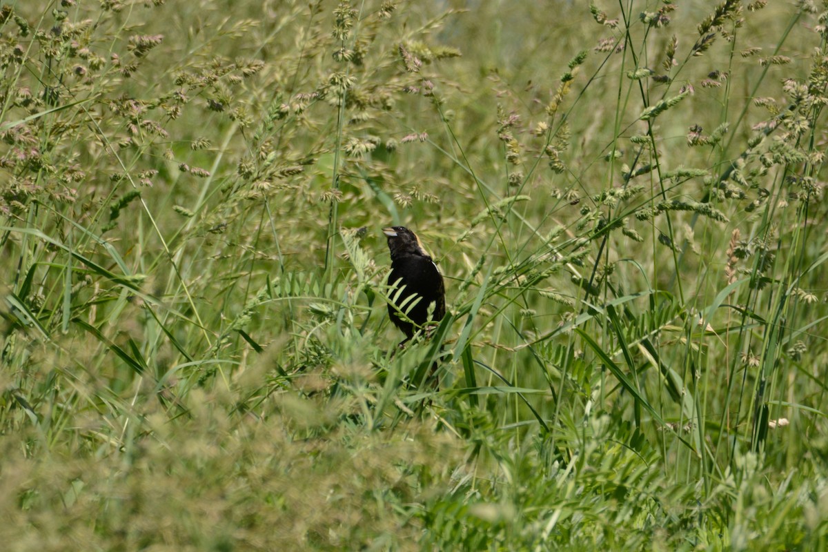 Bobolink - ML618992757