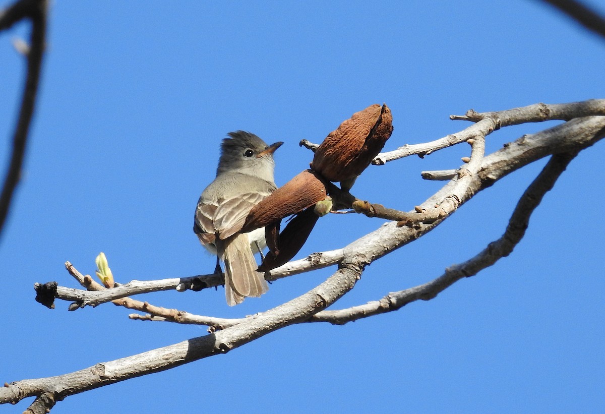 Northern Beardless-Tyrannulet - Sue Murphy