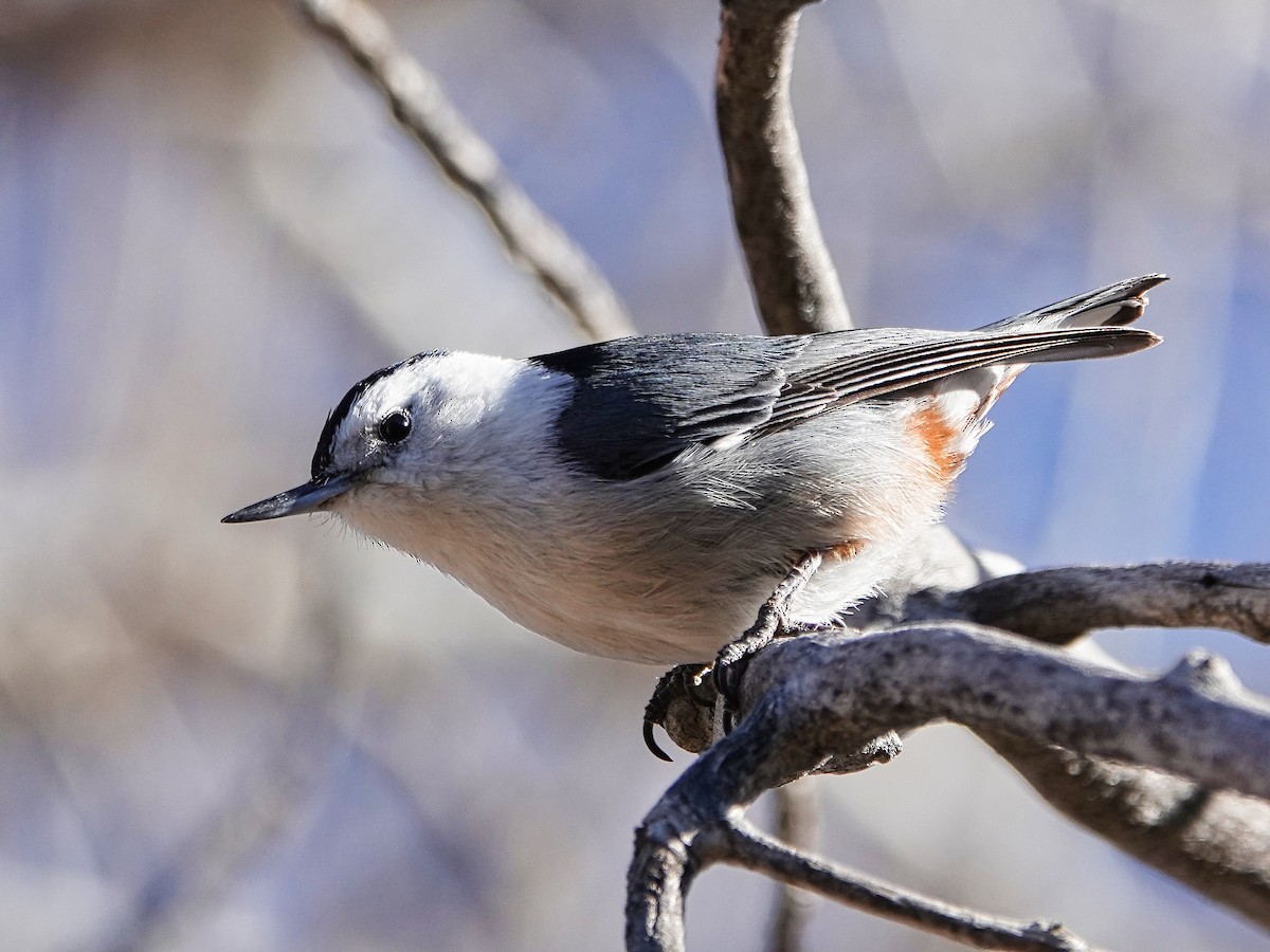White-breasted Nuthatch (Interior West) - ML618992805