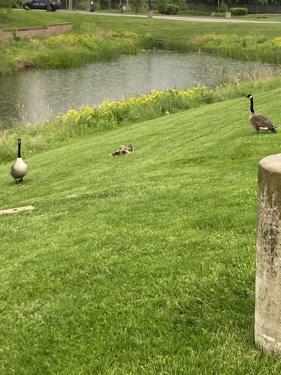 Canada Goose - Deborah Baggesen