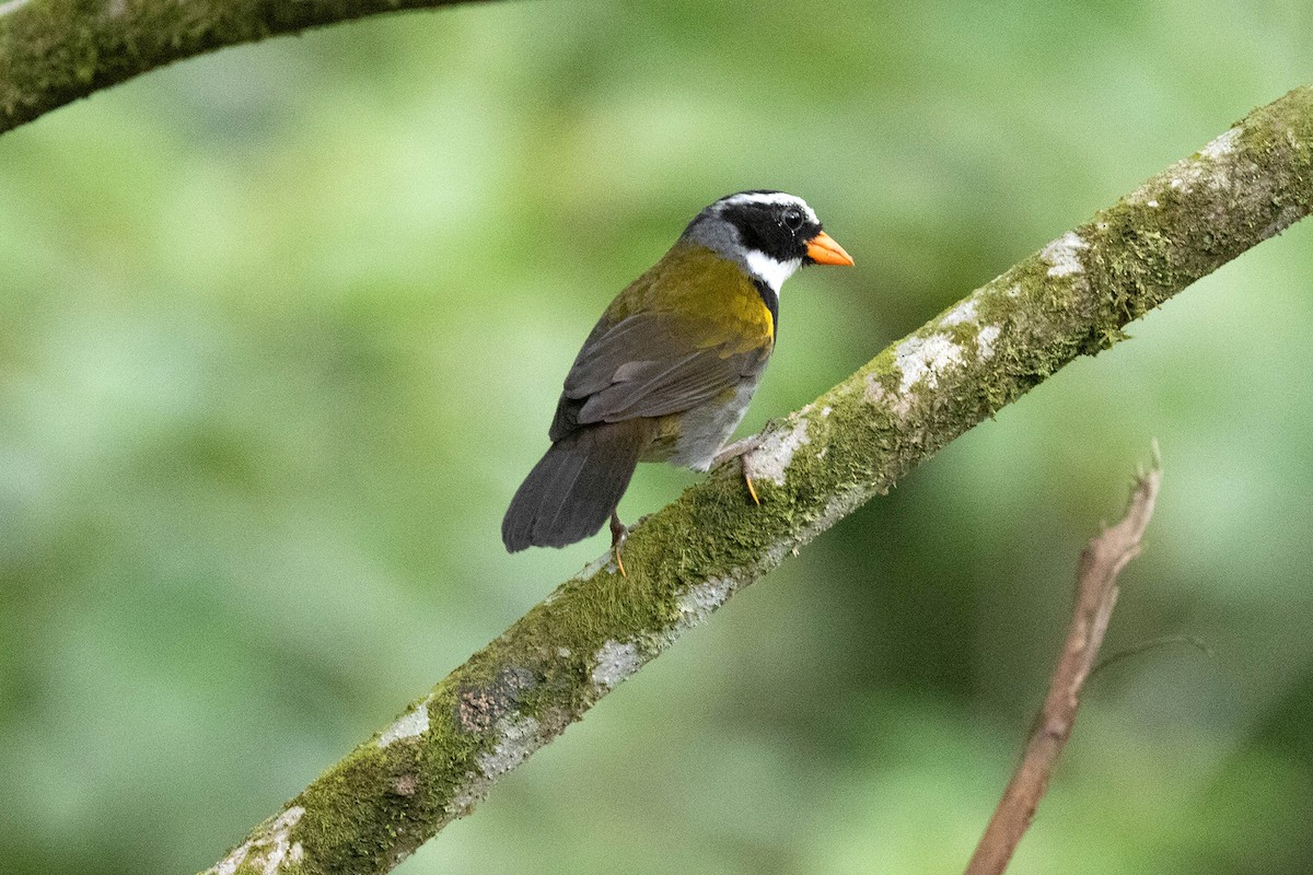 Orange-billed Sparrow - Ryan Shaw