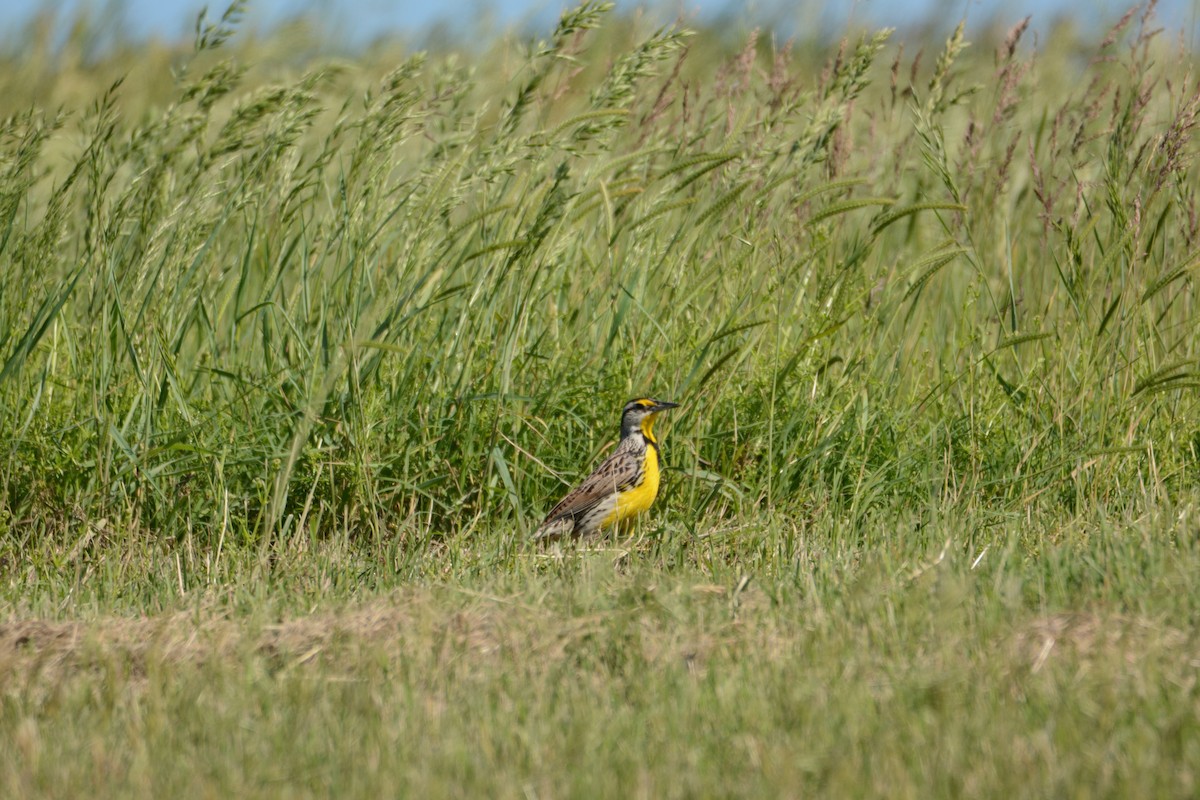 Eastern Meadowlark - ML618992859