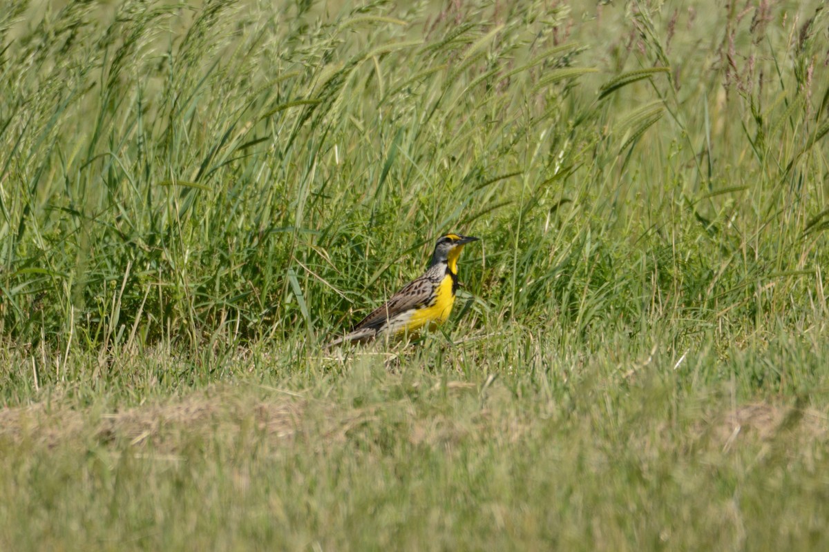 Eastern Meadowlark - ML618992862