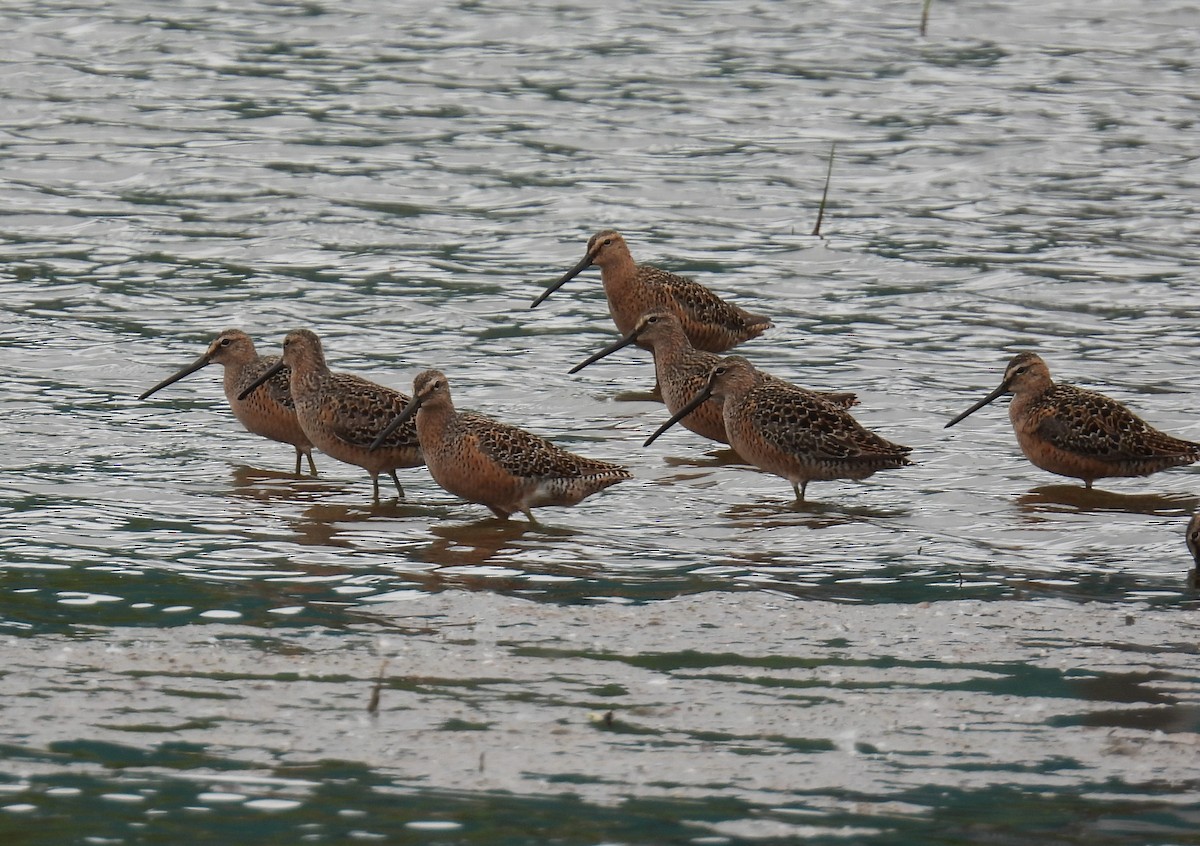 Long-billed Dowitcher - ML618992876