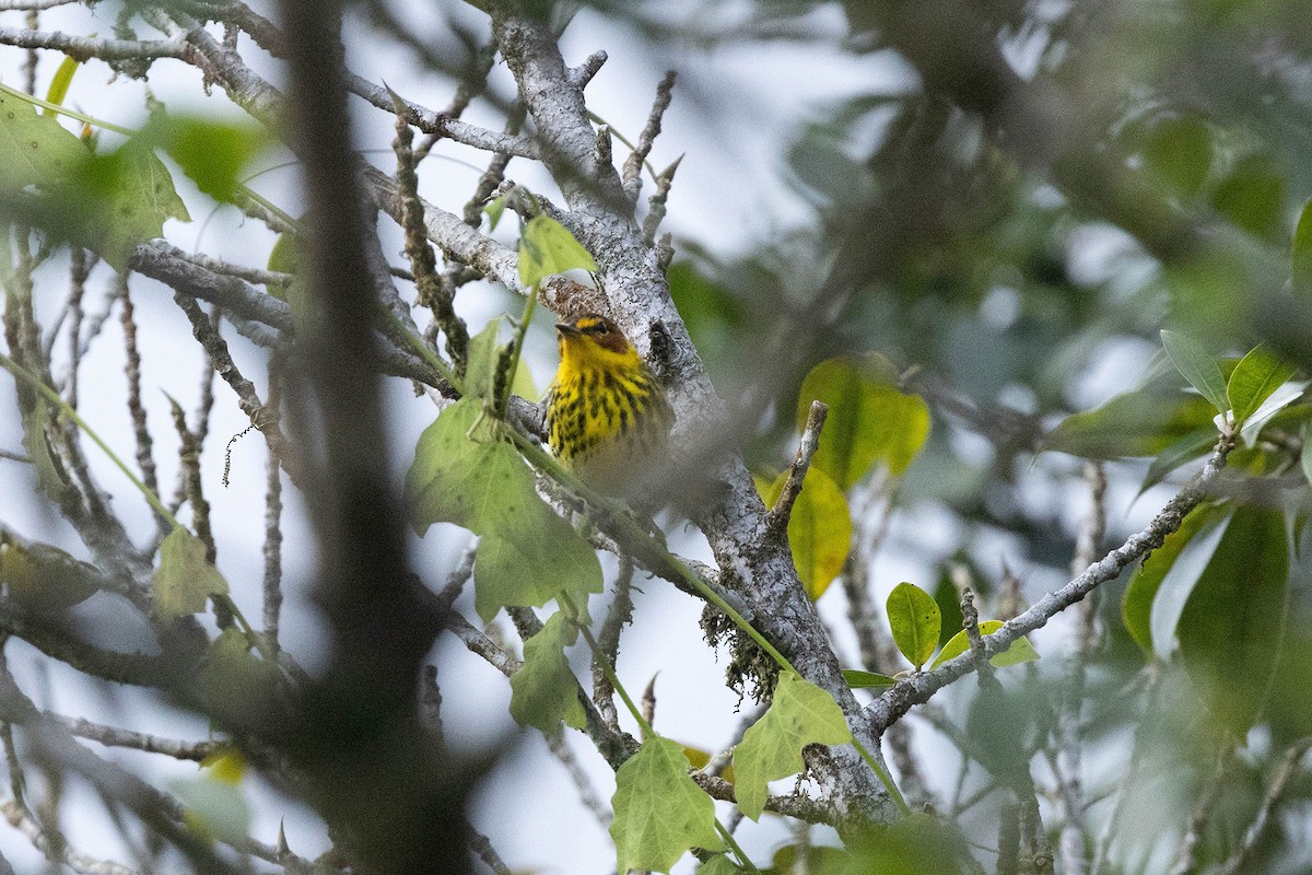 Cape May Warbler - Ryan Shaw