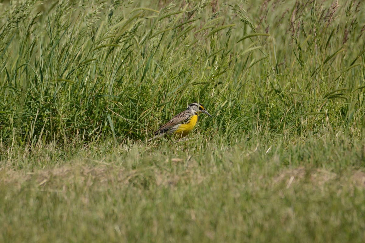 Eastern Meadowlark - ML618992881