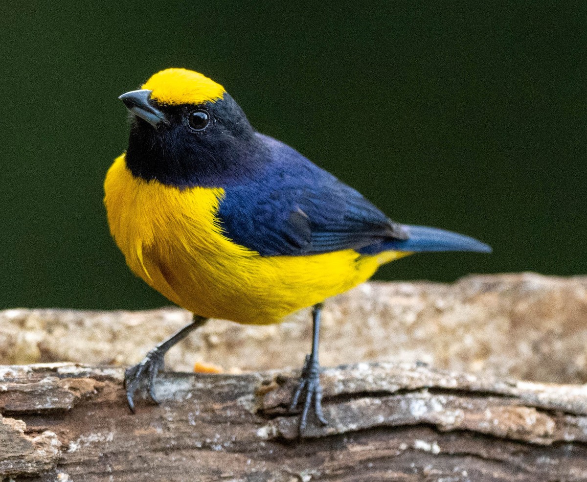 Orange-bellied Euphonia - Richard Thunen