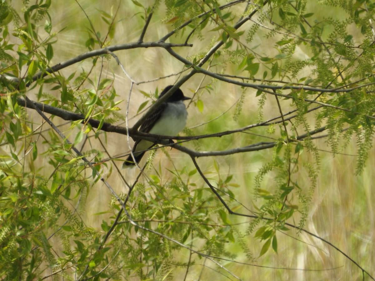 Eastern Kingbird - Kevin Slattery