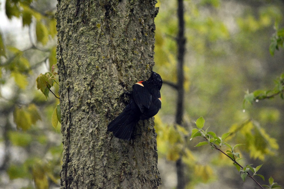 Red-winged Blackbird - Jean and Bob Hilscher