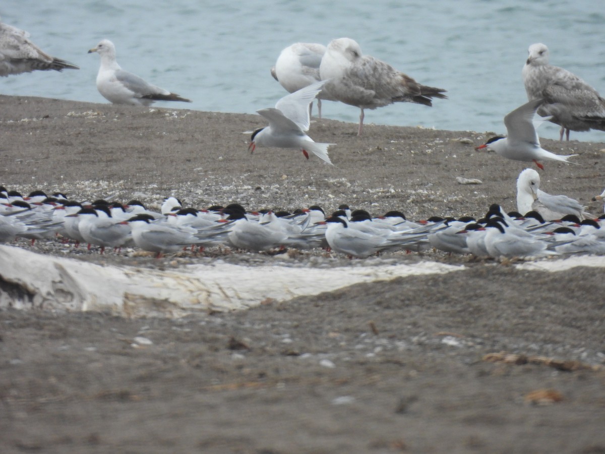 Common Tern - Jay Solanki