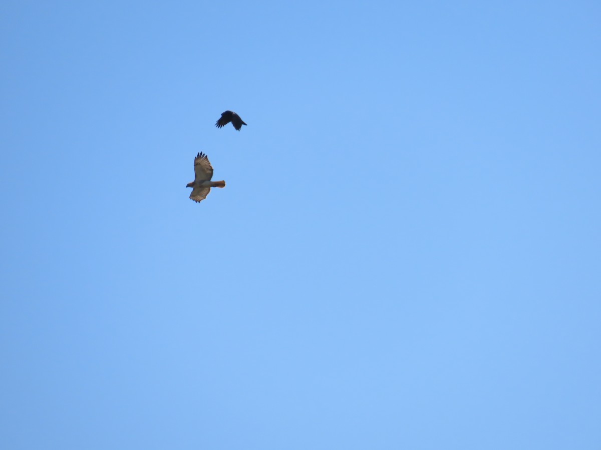 Red-shouldered Hawk - Elizabeth Ferber