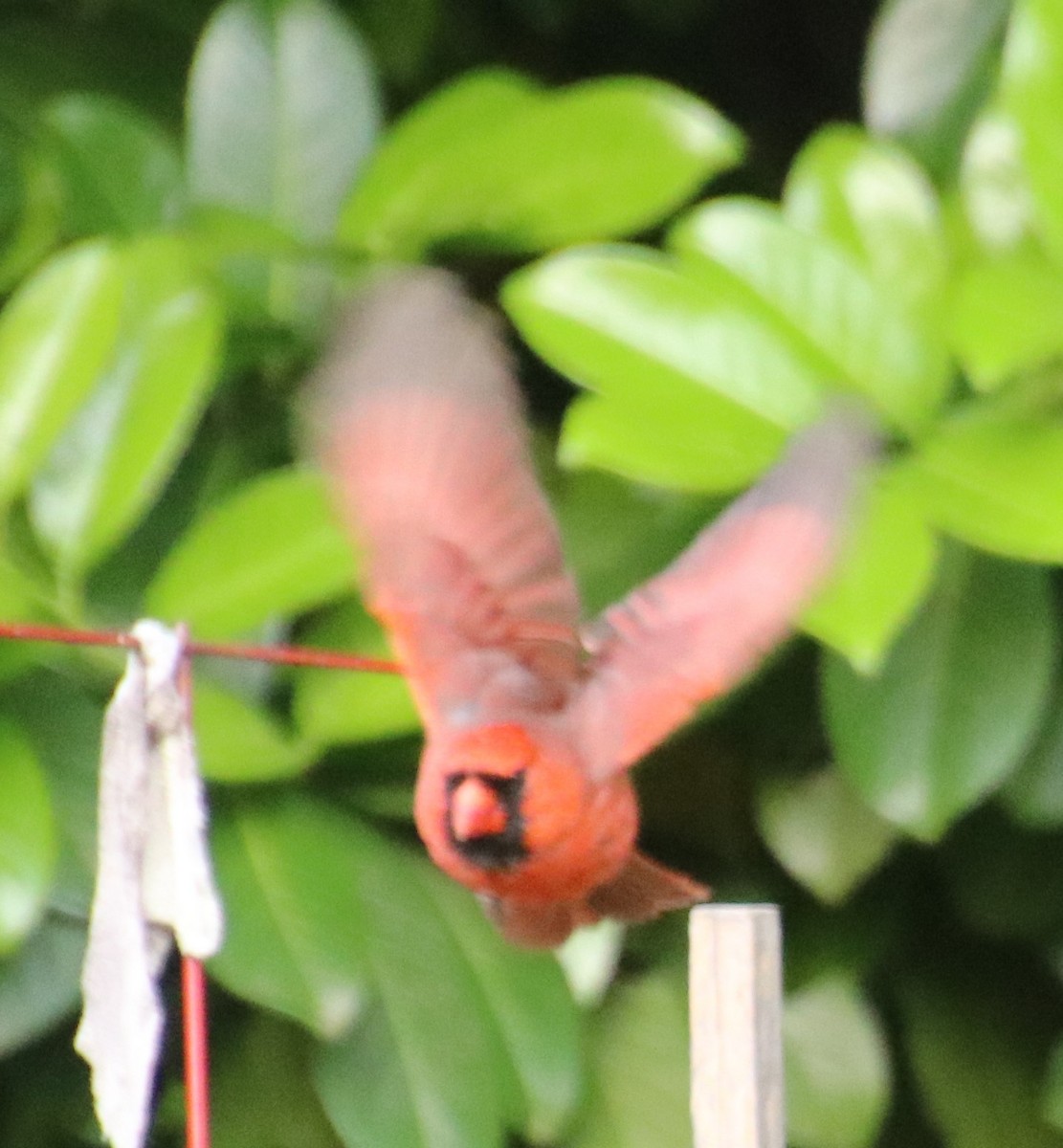 Northern Cardinal - Betty Thomas