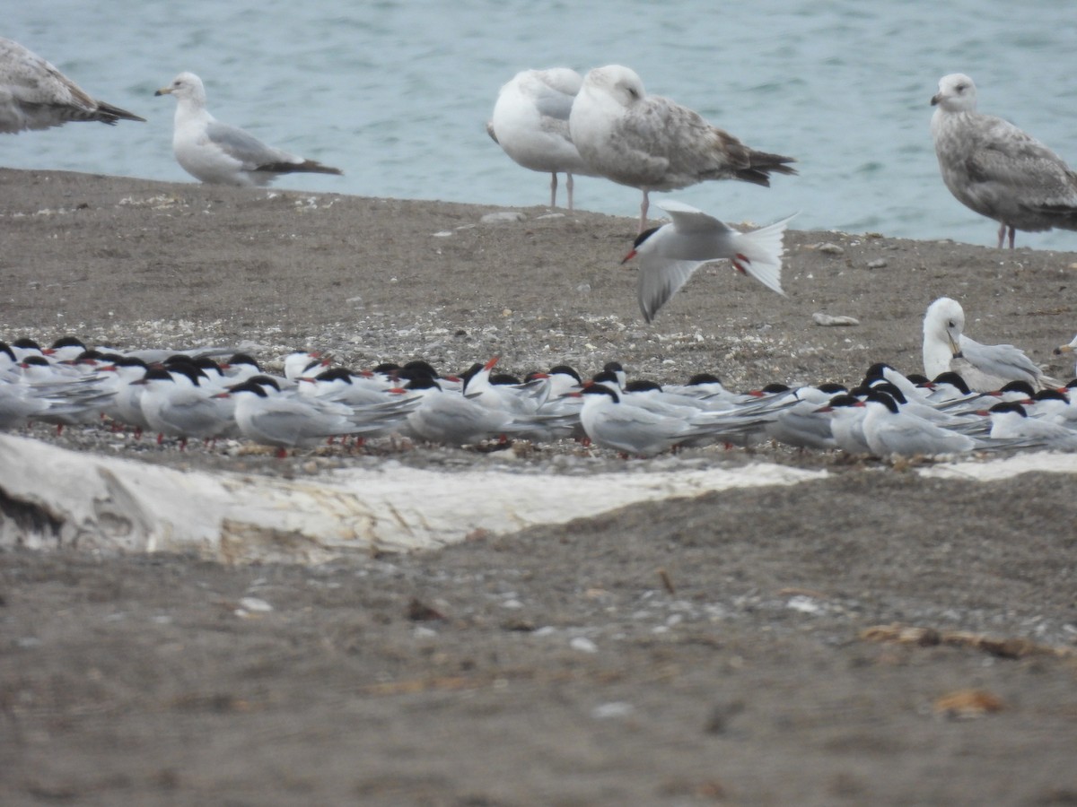 Common Tern - Jay Solanki