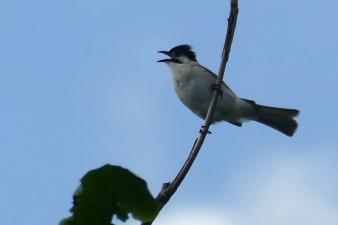 Styan's Bulbul - ML618992978