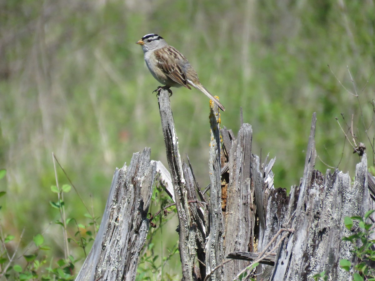 White-crowned Sparrow - ML618992985