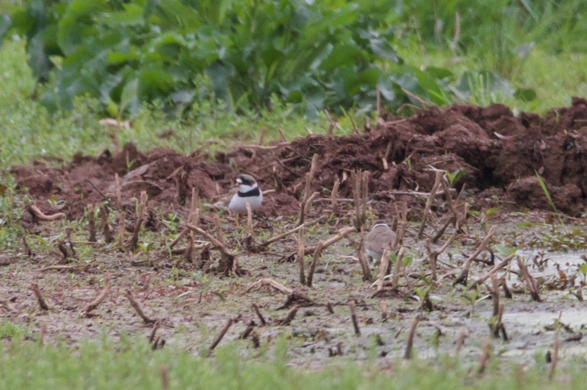 Semipalmated Plover - ML618993002