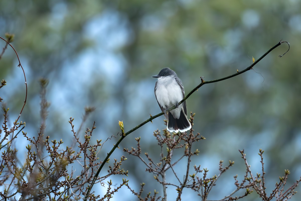 Eastern Kingbird - Tim Metcalf