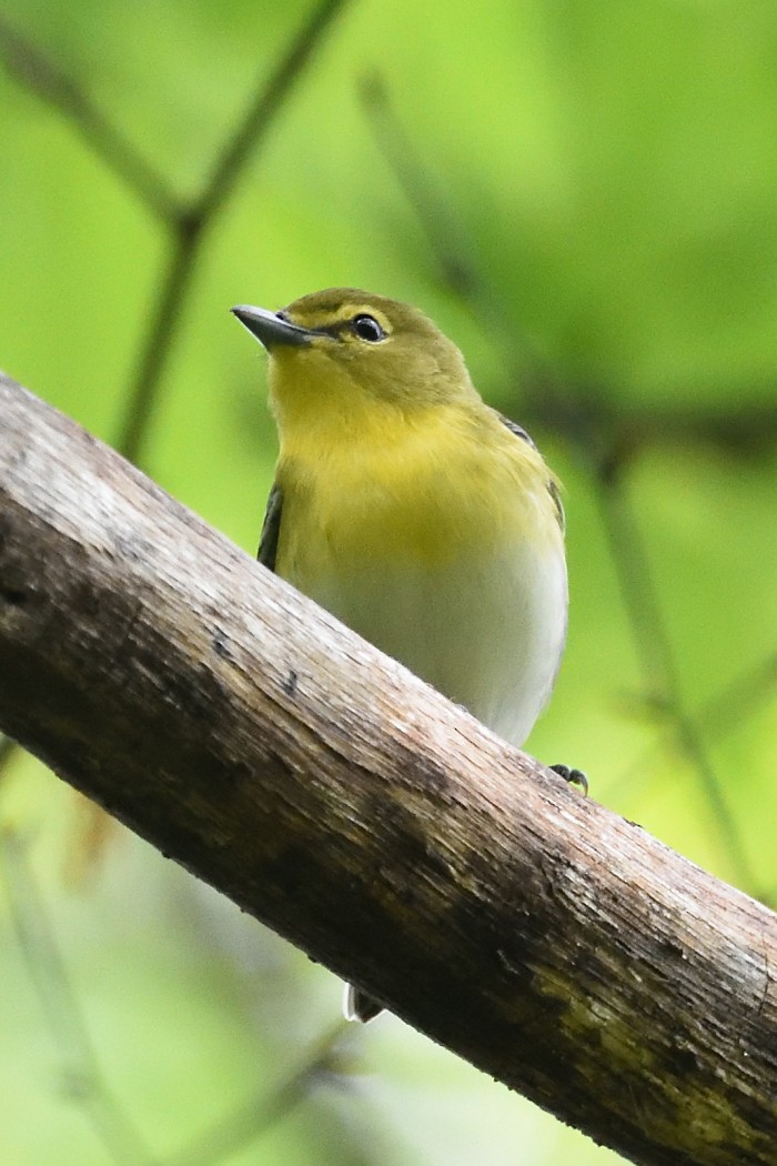 Yellow-throated Vireo - Dave DeReamus