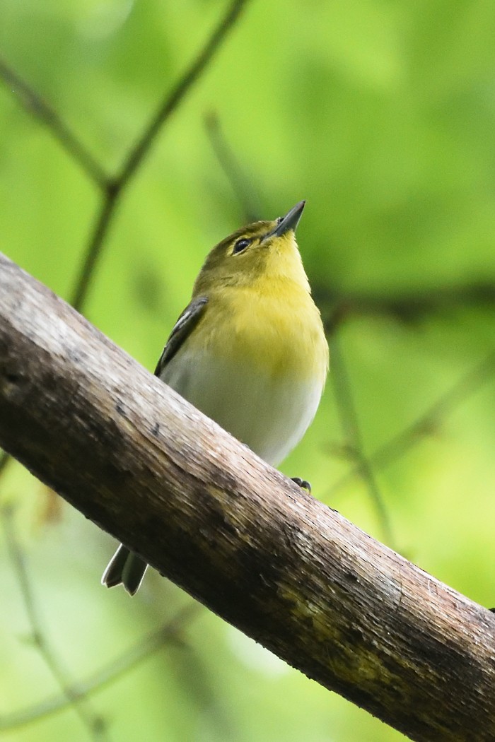 Yellow-throated Vireo - Dave DeReamus