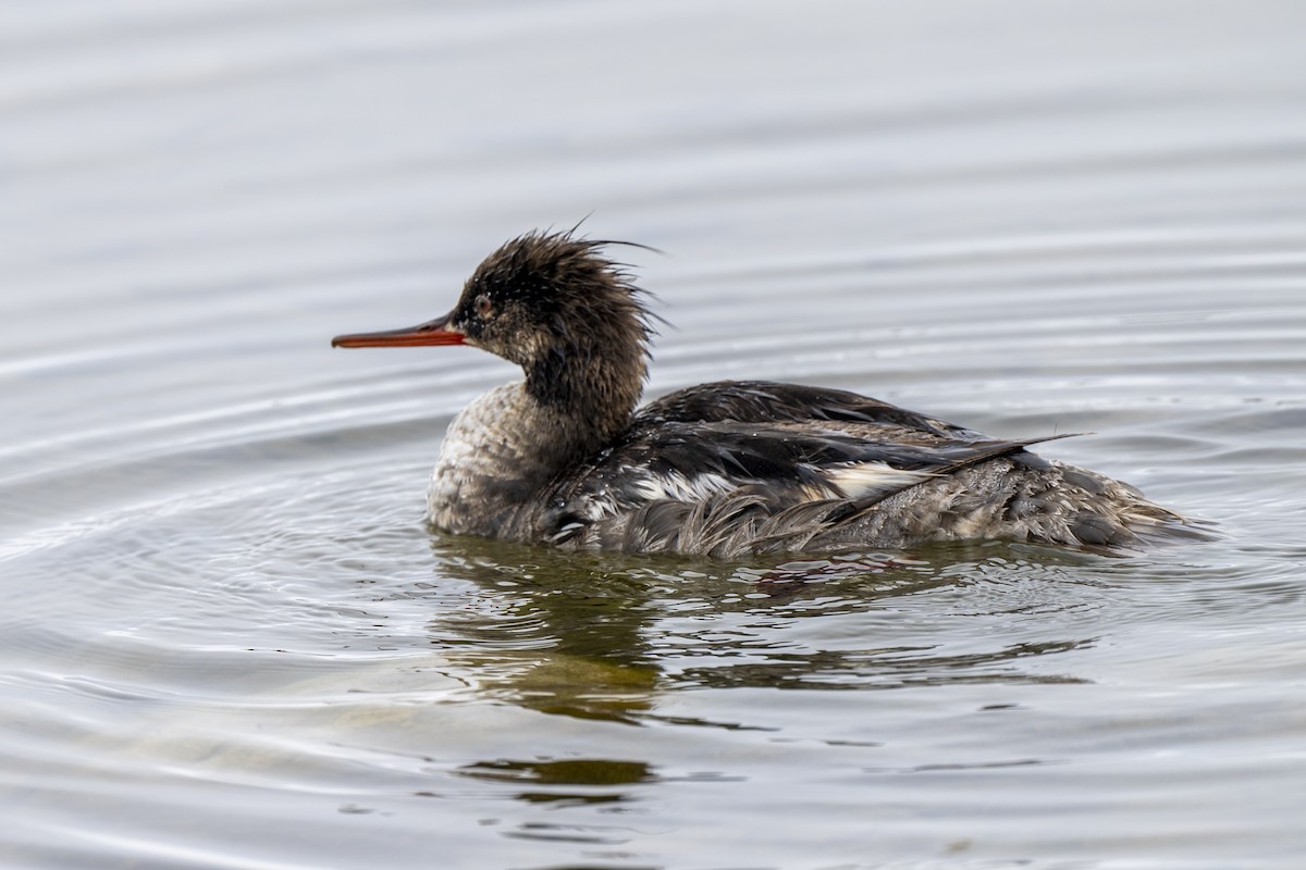 Red-breasted Merganser - Steven Hunter