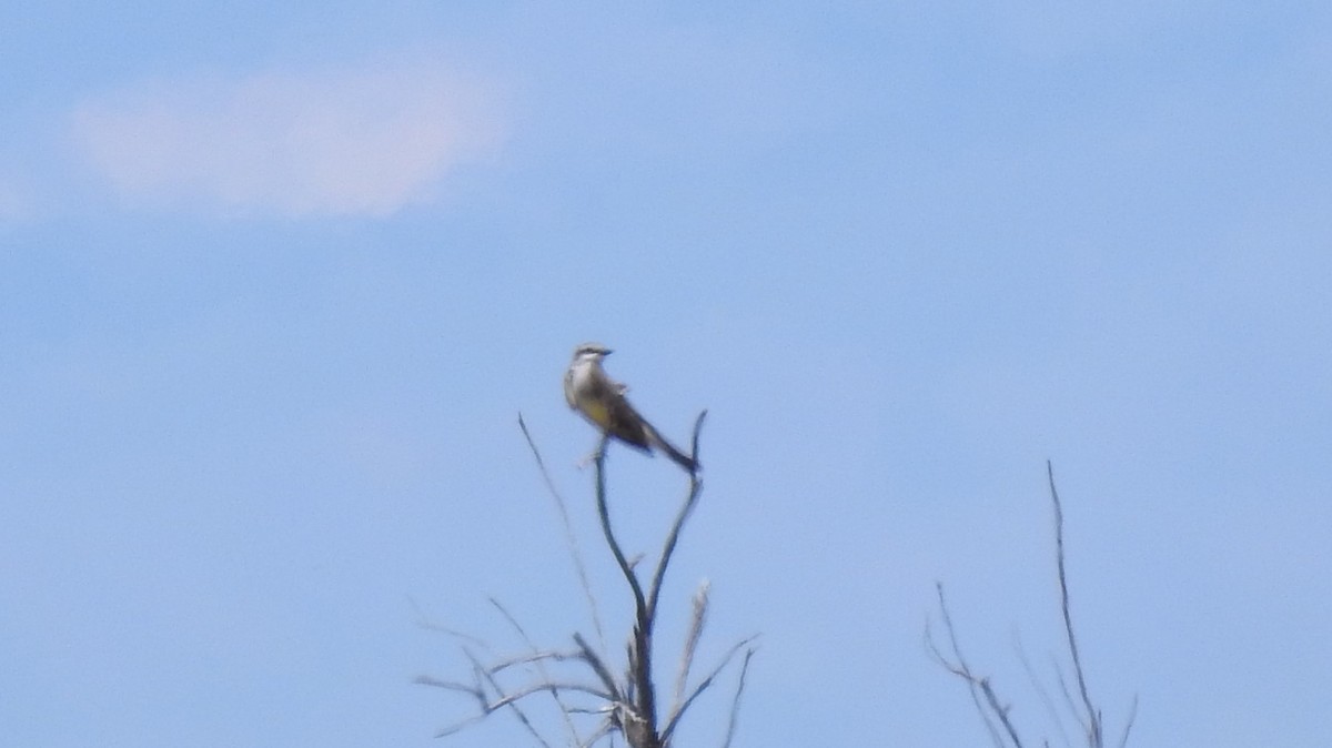 Western Kingbird - Chris Dean