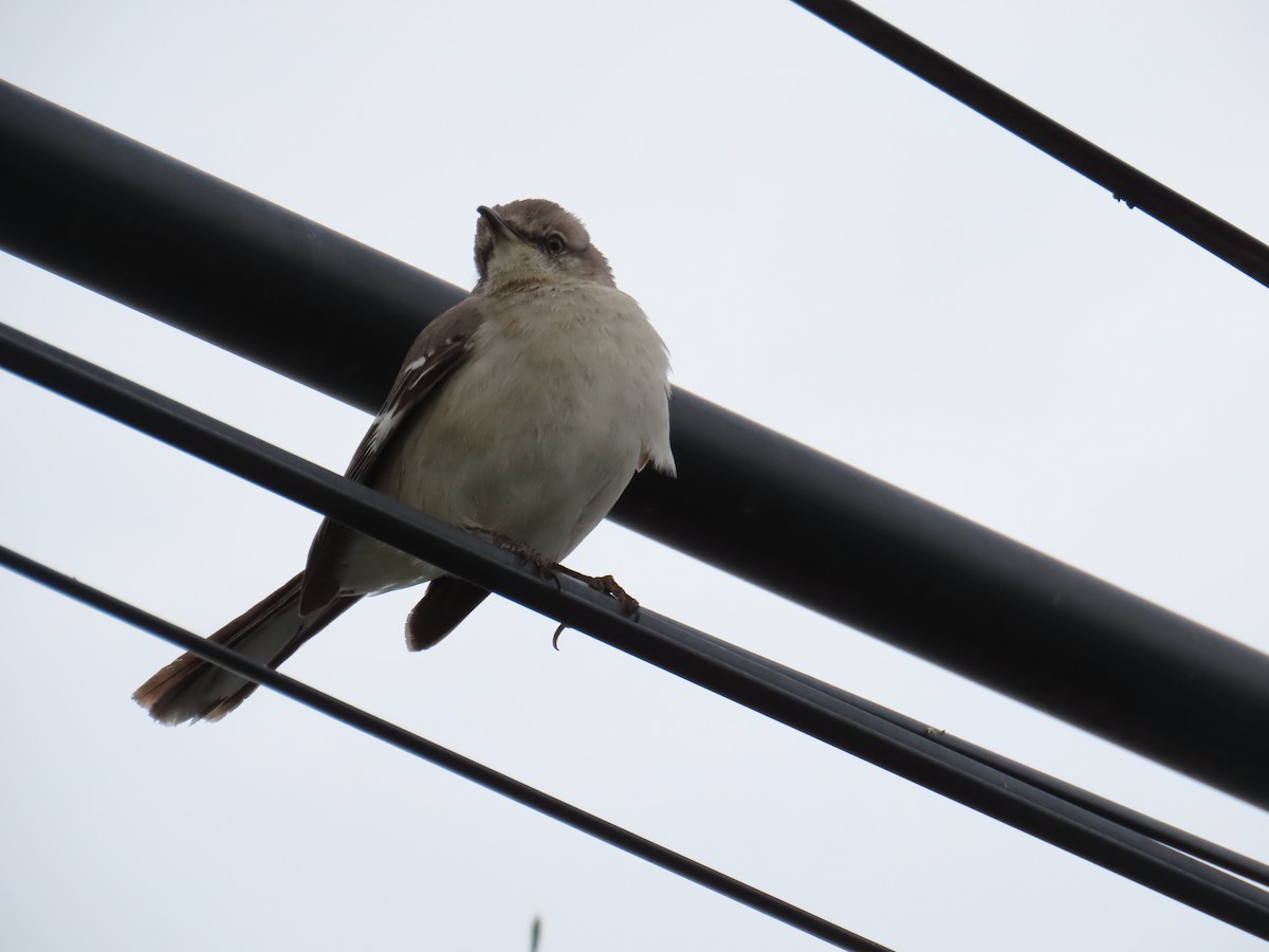 Northern Mockingbird - ML618993061