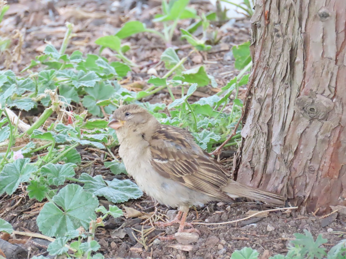 House Sparrow - ML618993067