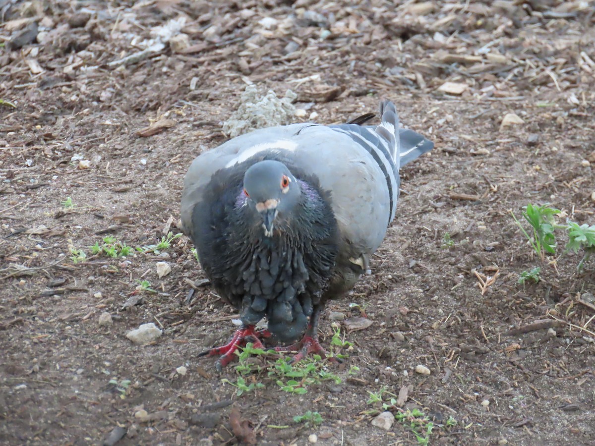 Rock Pigeon (Feral Pigeon) - ML618993070