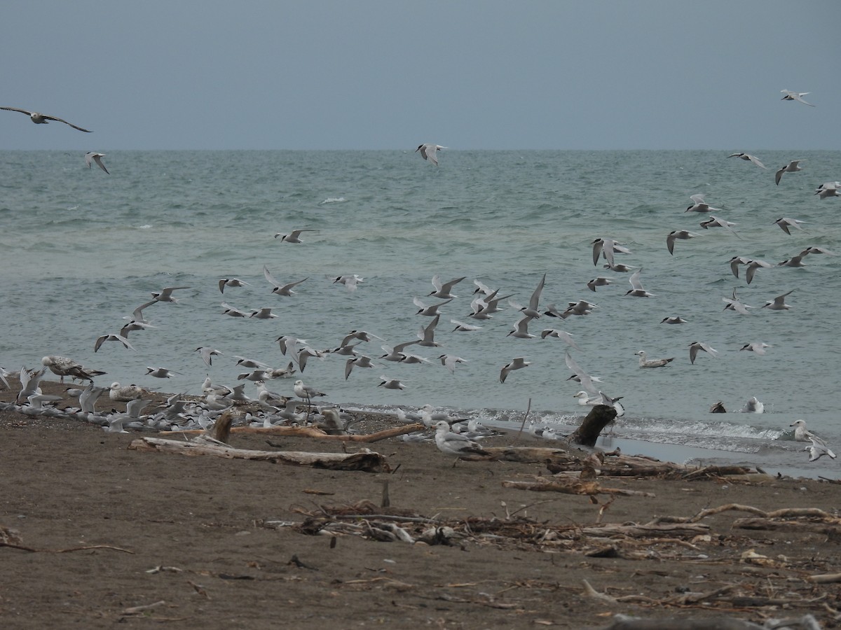 Common Tern - Jay Solanki