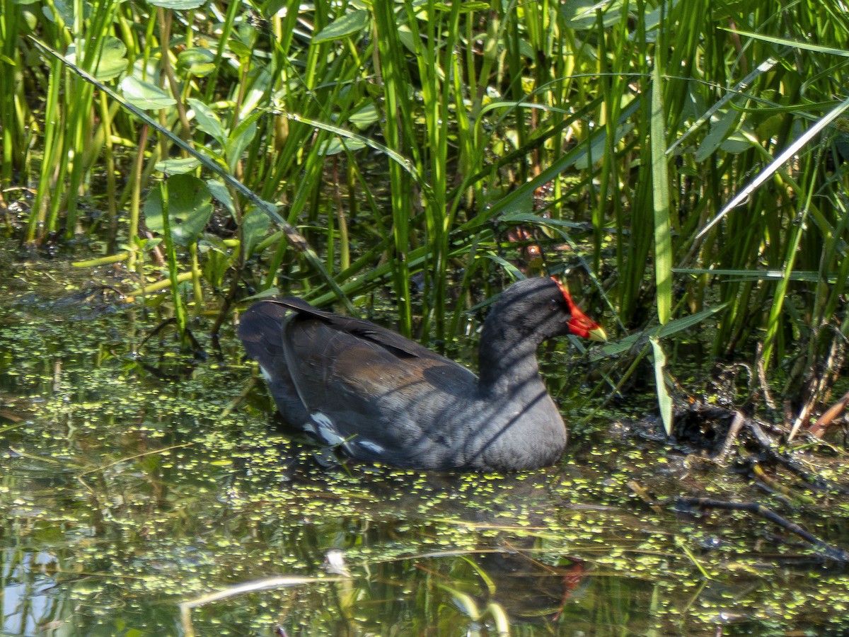 Common Gallinule - ML618993076