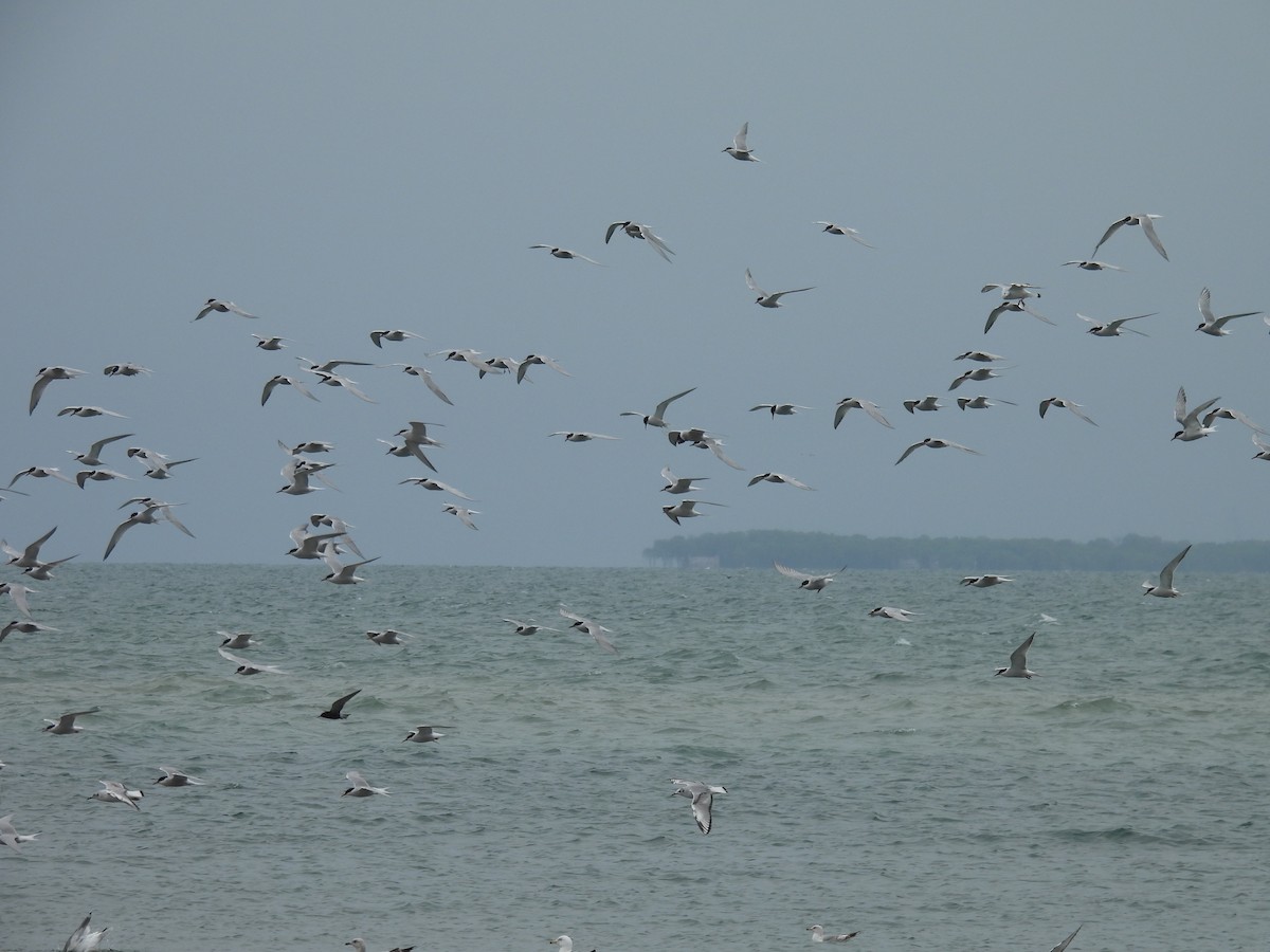 Common Tern - Jay Solanki