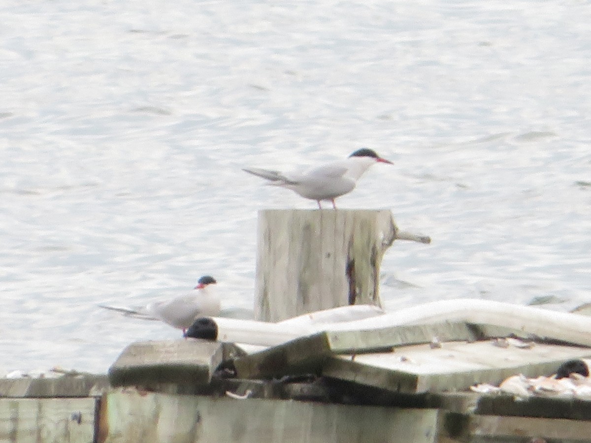 Common Tern - Daniel W