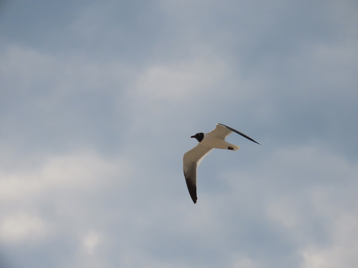 Laughing Gull - ML618993087