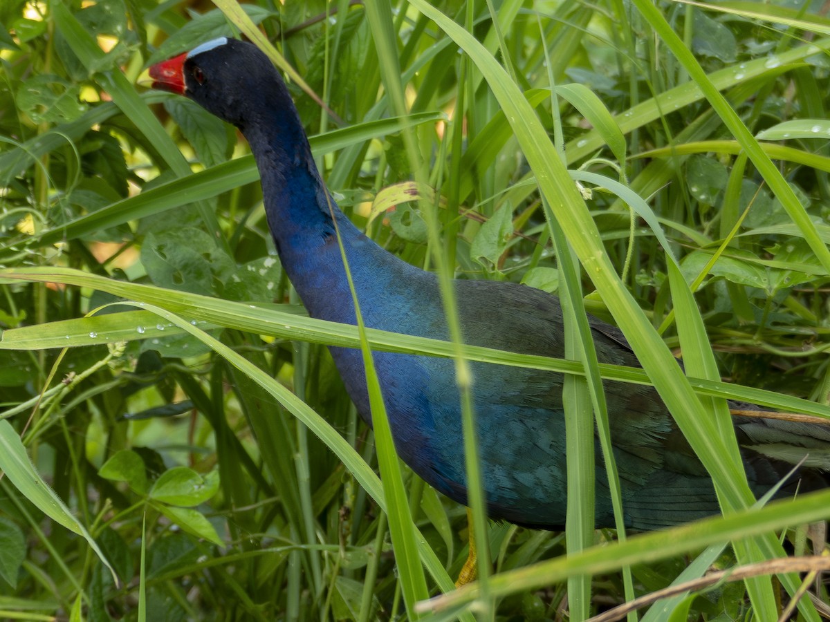 Purple Gallinule - ML618993092