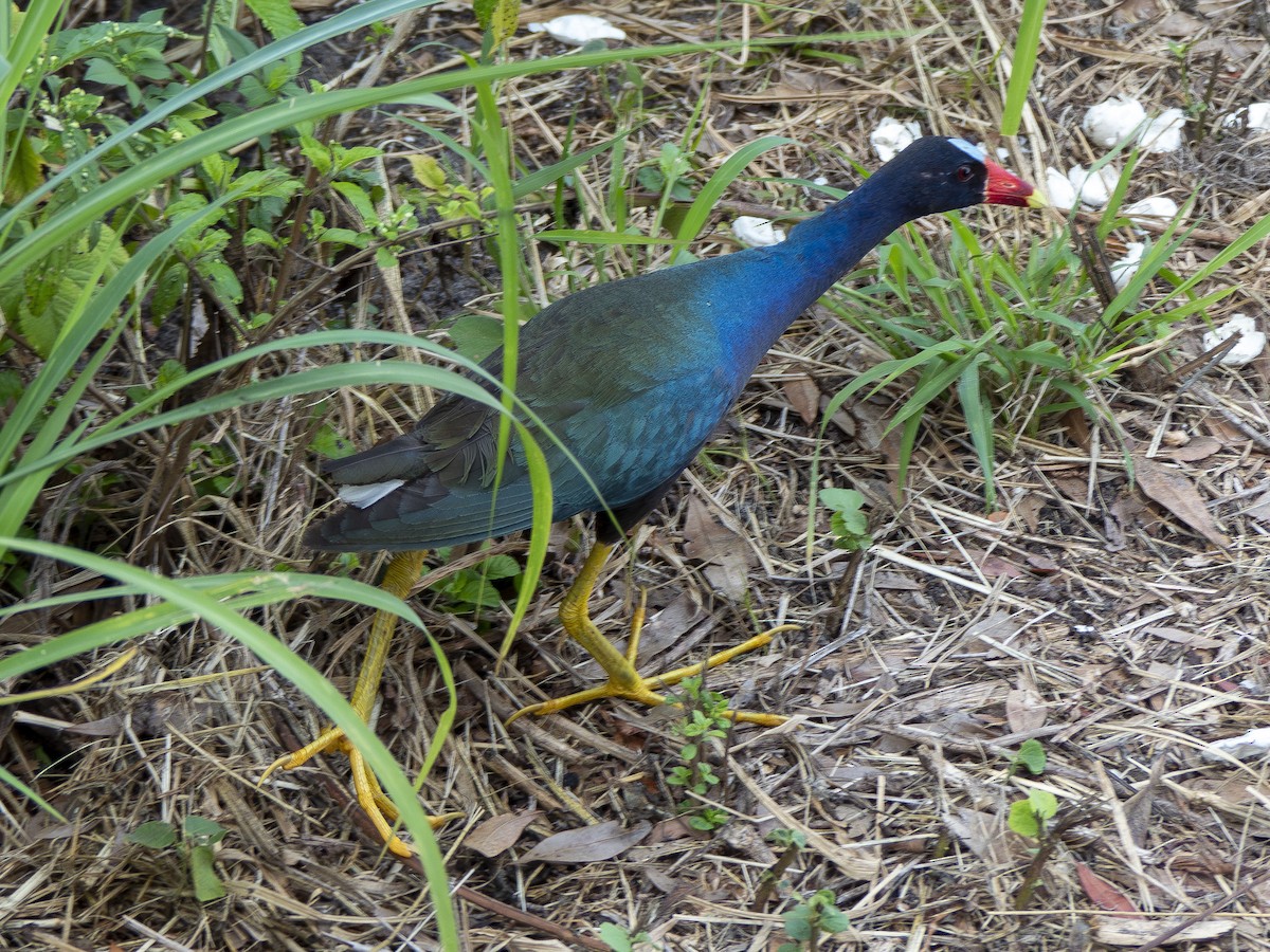 Purple Gallinule - Anonymous