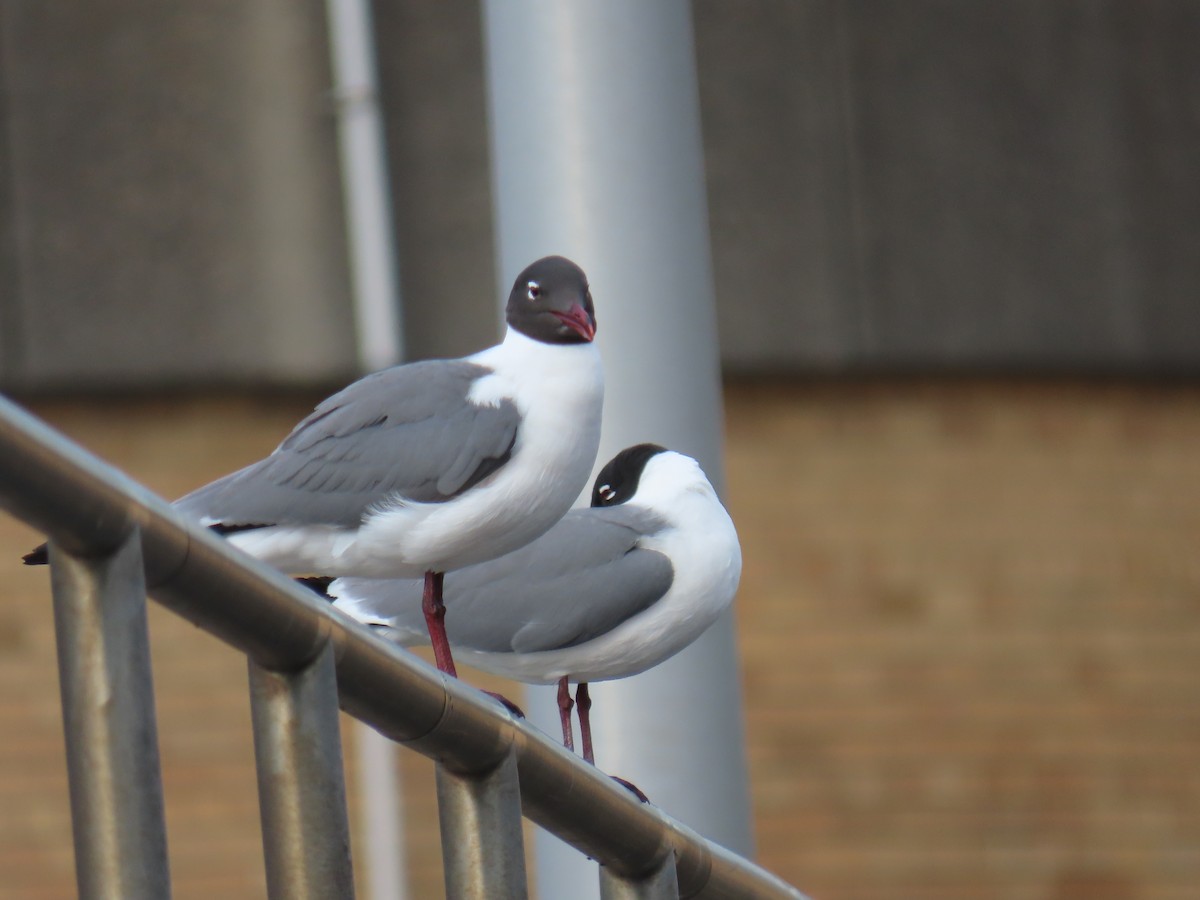 Laughing Gull - ML618993120