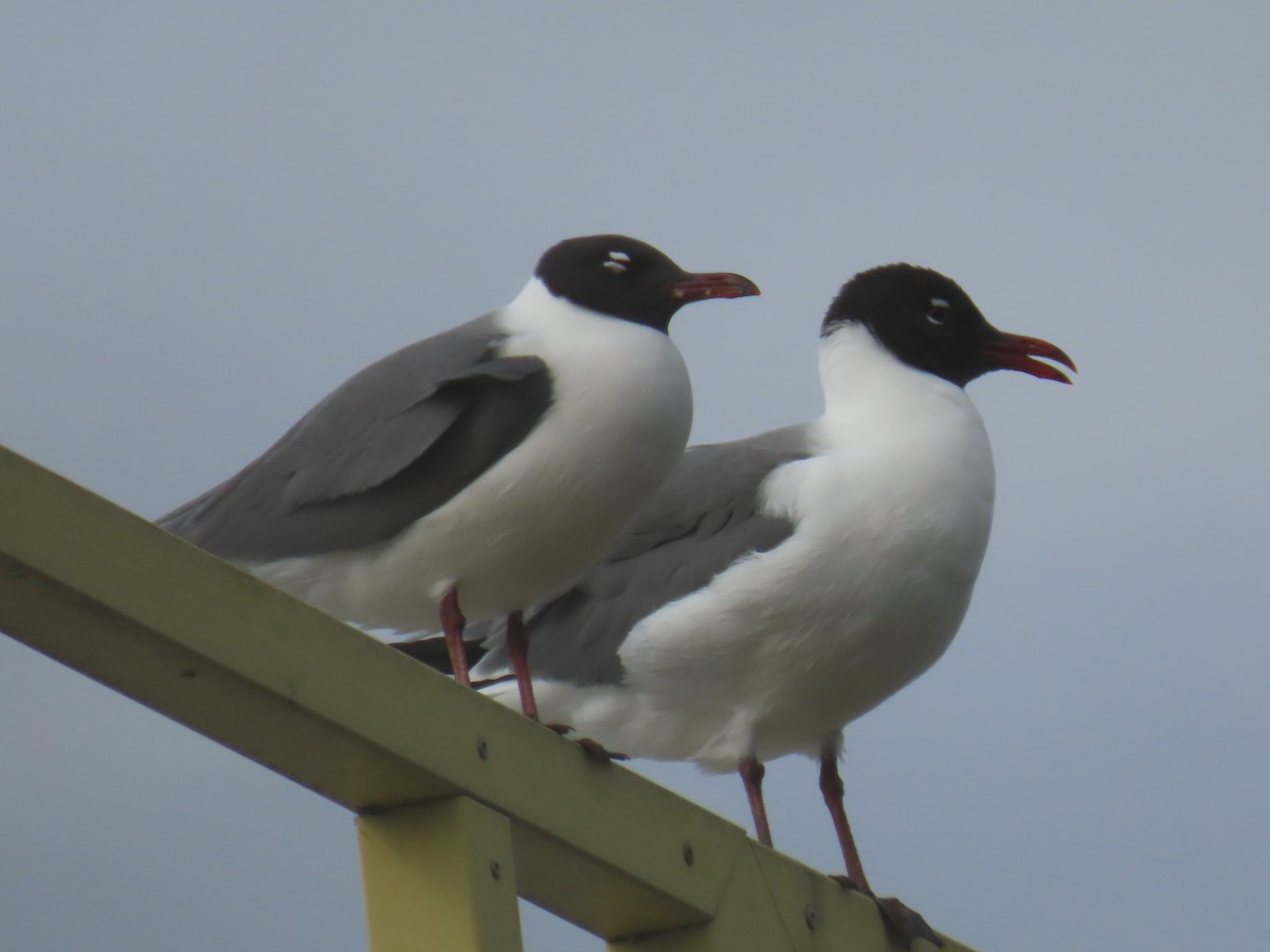 Laughing Gull - Elizabeth Ferber