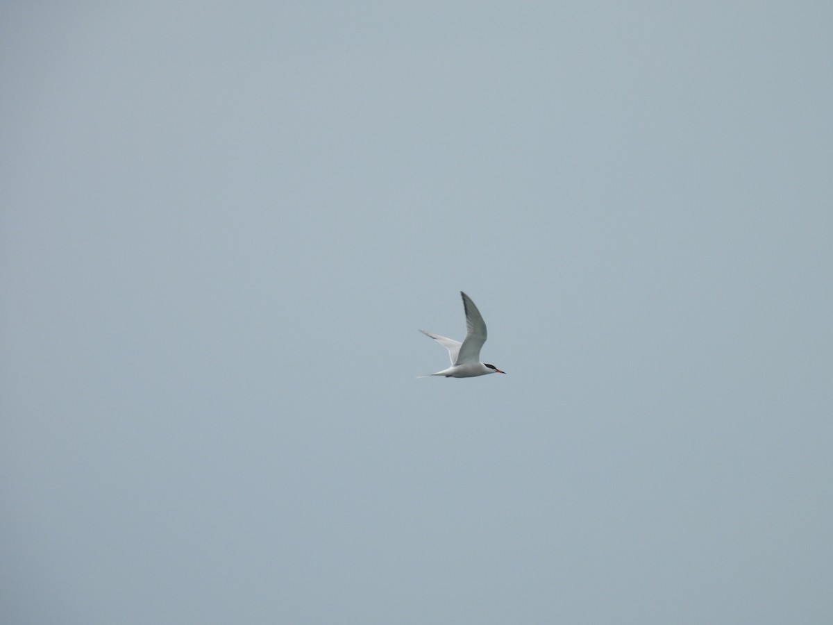 Common Tern - Jay Solanki