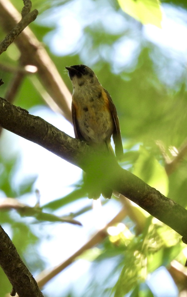 American Redstart - Christopher Daniels