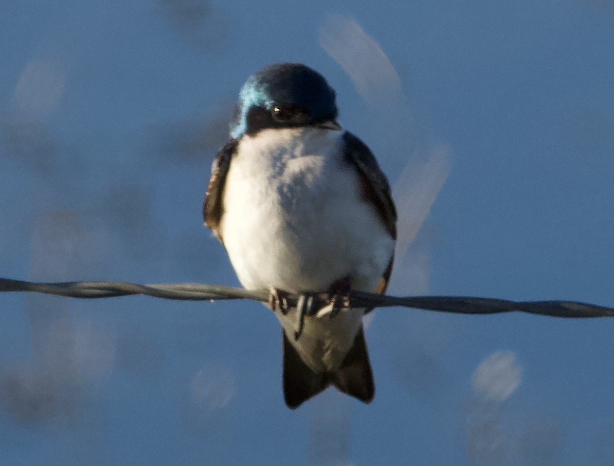 Tree Swallow - ML618993143