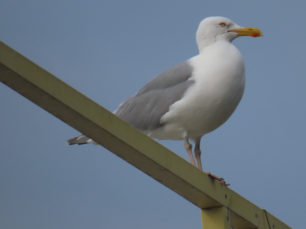 American Herring Gull - ML618993145