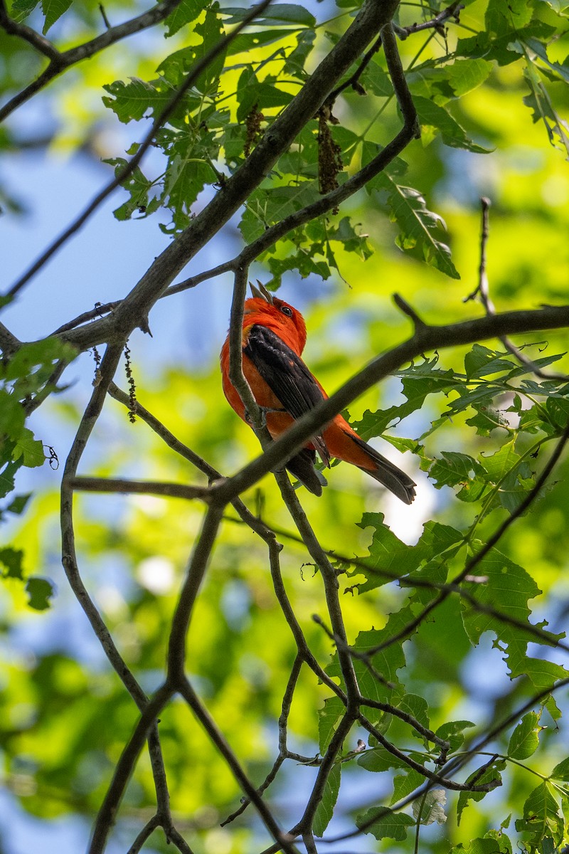 Scarlet Tanager - Joe Mahaffey