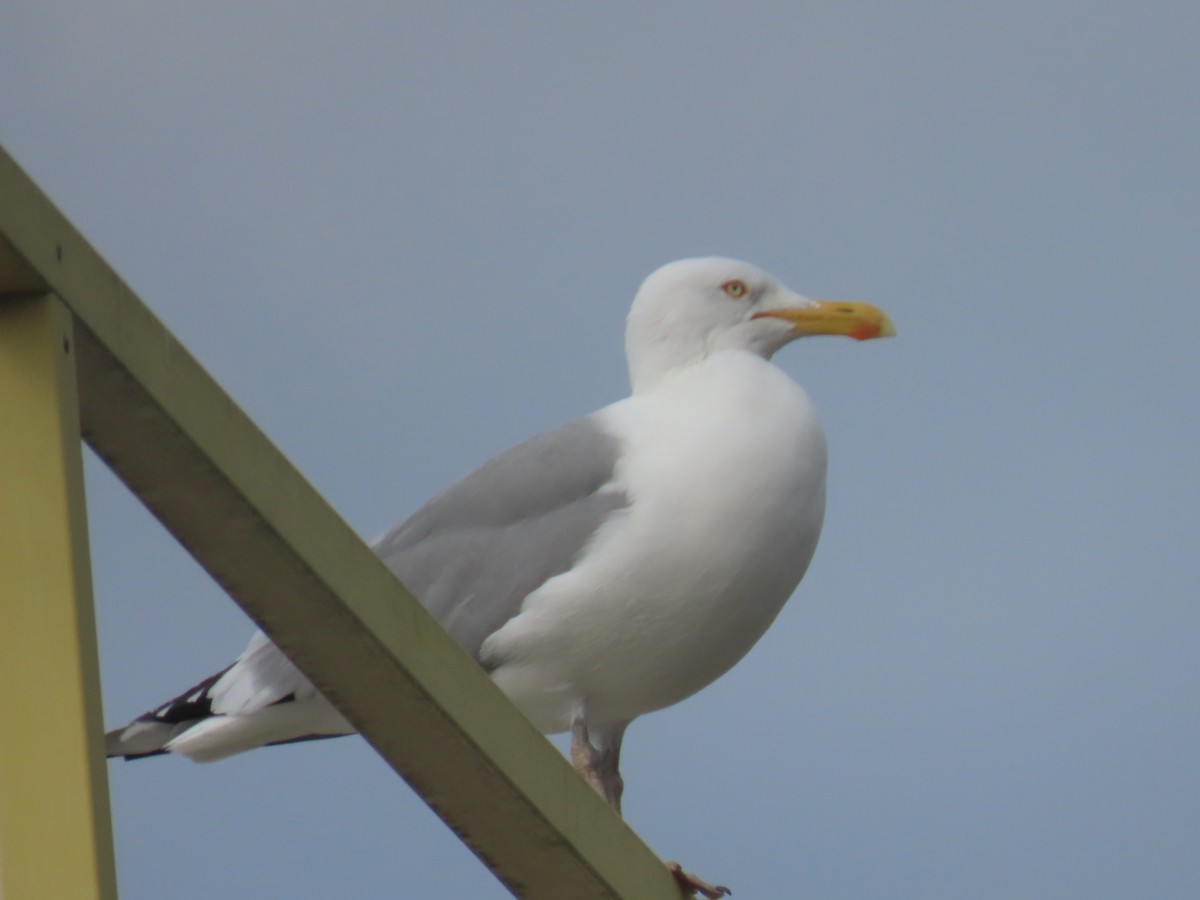 American Herring Gull - ML618993154
